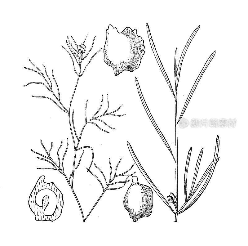 古董植物学植物插图:Potamogeton Foliosus，多叶的Pondweed